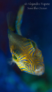 Litle friend in purple, Turneffe Island Belize by Alejandro Topete 